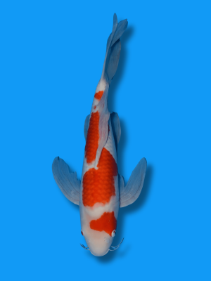 Butterfly Kohaku | Koi&Co.